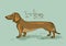 Illustration with Dachshund dog