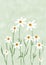 Illustration of Daisies flowers Growing Wild by Indy Purwa