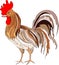 Illustration depicting a colored rooster . Vector