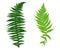 Illustration of different ferns