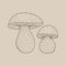 Illustration of different sized mushroom