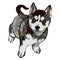 Illustration of dog breed breed Husky