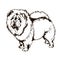 Illustration of dog breed Chow-Chow