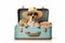 Illustration of a dog with a hat and sunglasses sitting in a suitcase ready to leave for a vacation over white background.