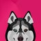 Illustration Dog Husky looking over wall