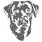 Illustration of dog, labrador retriever