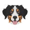 Illustration dog`s head Bernese Mountain Dog