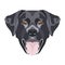 Illustration dog`s head black Labrador