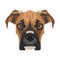 Illustration dog`s head Boxer