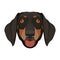 Illustration dog`s head Dachshund