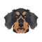 Illustration dog`s head Dachshund