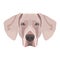 Illustration dog`s head Weimaraner