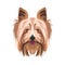 Illustration dog`s head Yorkshire Terrier