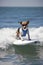 illustration, dog surfing on a surfboard, ai generative