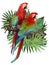 Illustration drawing of green wing macaw birds