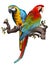 Illustration drawing of green wing macaw birds