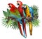 Illustration drawing of green wing macaw birds