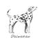 Illustration drawing style of dog Dalmatian