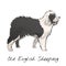 Illustration drawing style of old english sheepdog