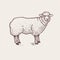 Illustration farm animals - sheep