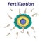 Illustration of a female egg fertilization sperm