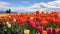 illustration of field of tulips and sky. Generative AI