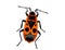 Illustration of a Fire bug, Pyrrhocoris apterus