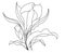 Illustration floral sketch freehand .Flower doodle style on white isolated background