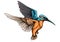 Illustration of a flying common kingfisher