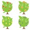 Illustration of Four Fruit Trees
