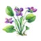 Illustration of Fragrant violets wild flower English Sweet Violets, Viola odorata.