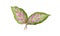 Illustration Fresh Aglaonema or Dieffenbachia Leaves