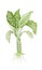 Illustration Fresh Aglaonema or Dieffenbachia Leaves