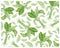 Illustration Fresh Aglaonema or Dieffenbachia Leaves Background