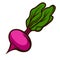 Illustration of fresh ripe beet. Autumn harvest of vegetables. Food item for farms, markets and shops.