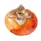 Illustration of fruit persimmon. Hand drawn watercolor on white background.