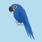 An illustration of a funny  and cute hyacinth   macaw, cartoon style