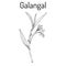 Illustration of Galangal, Essential Nutrient for Life.