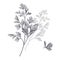 Illustration of garden fragrant herbs. Parsley