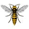 Illustration of Giant Asian Hornet (Murder Hornet)