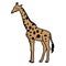 illustration of a giraffe, a mammal with a long and high neck