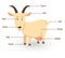 Illustration of goat vocabulary part of body