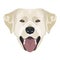 Illustration golden labrador retriever with smile