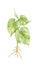 Illustration of Golden Pothos or Ivy Arum Plant