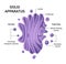 Illustration of the Golgi apparatus structure. Vector infographics