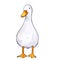 illustration goose white bird domestic