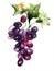 Illustration with grape cluster