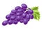 Illustration of grapes. Ripe fruit. Object for food industry.