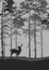 Illustration of a gray forest with a deer.  Vector background in shades of gray.  Vector simple nature illustration.