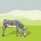 Illustration of grazing zebra.